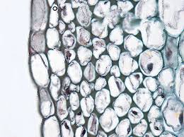 Tissue of plant