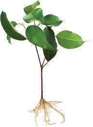 Organs of plants